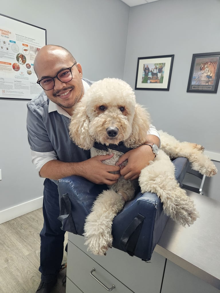 Man wearing glasses holding a cream-colored poodle in a veterinary office setting