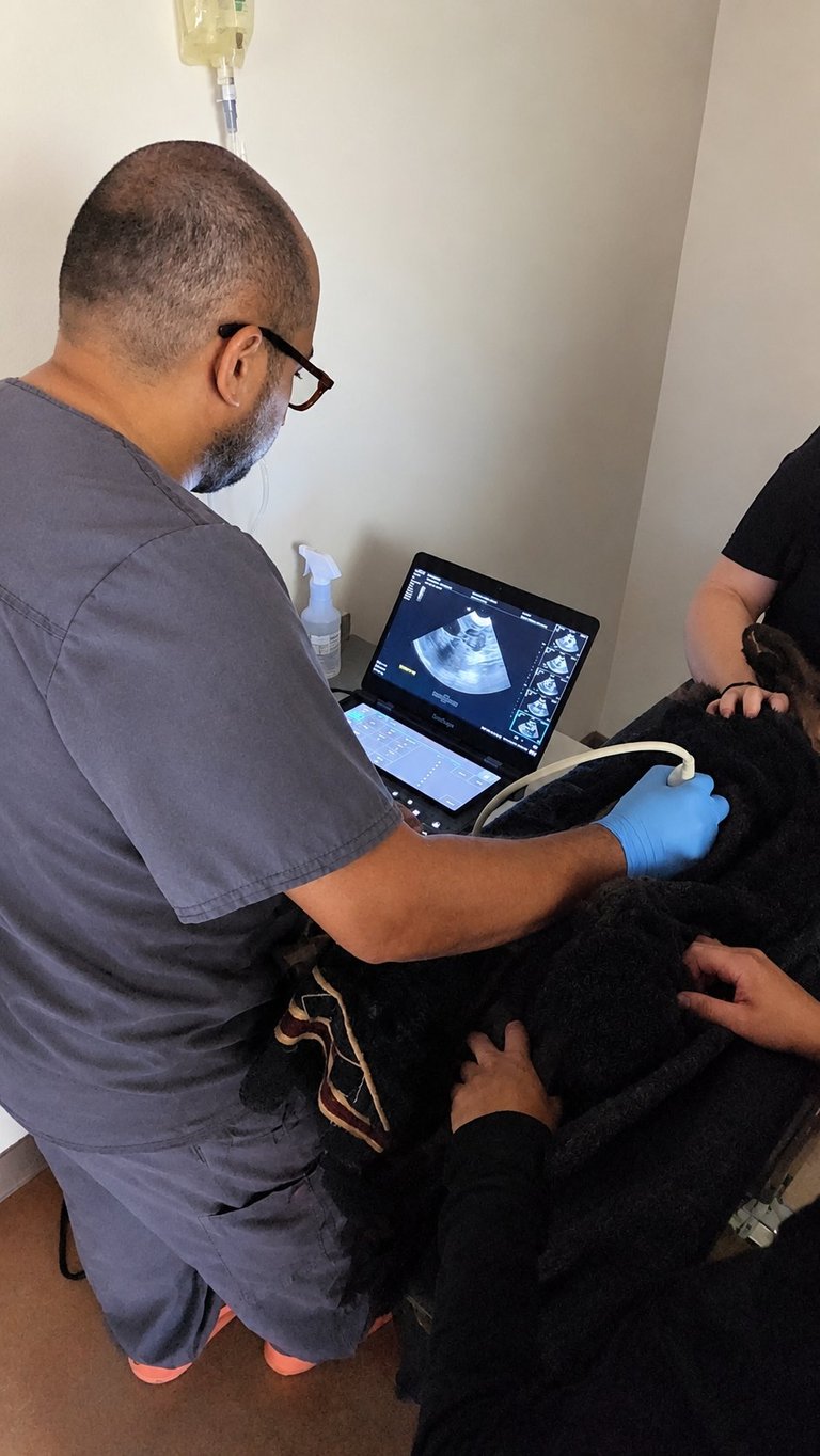 Veterinarian performing ultrasound examination on a black dog while viewing the scan results on a portable laptop screen