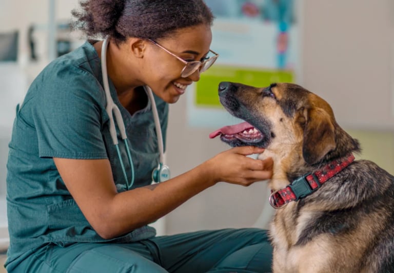 Veterinarian in scrubs examining a dog with a pink collar in a clinical setting